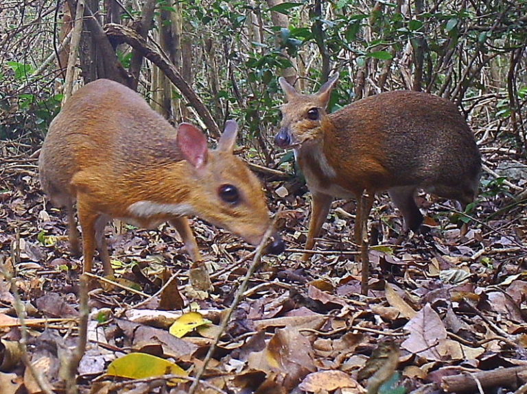 Vietnamese Mouse Deer: "Extinct" Silver-Backed Chevrotain Spotted For ...