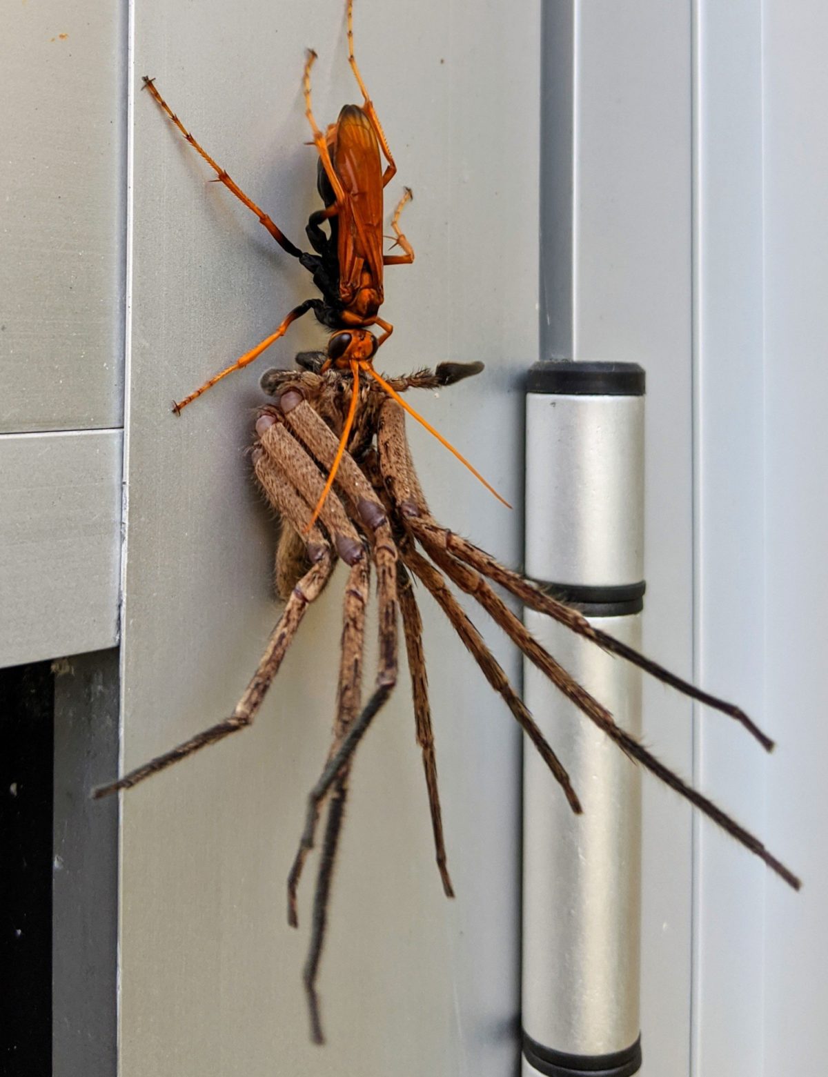Tarantula Hawk Wasp Carries Off Paralyzed Huntsman Spider For Meal In Australia