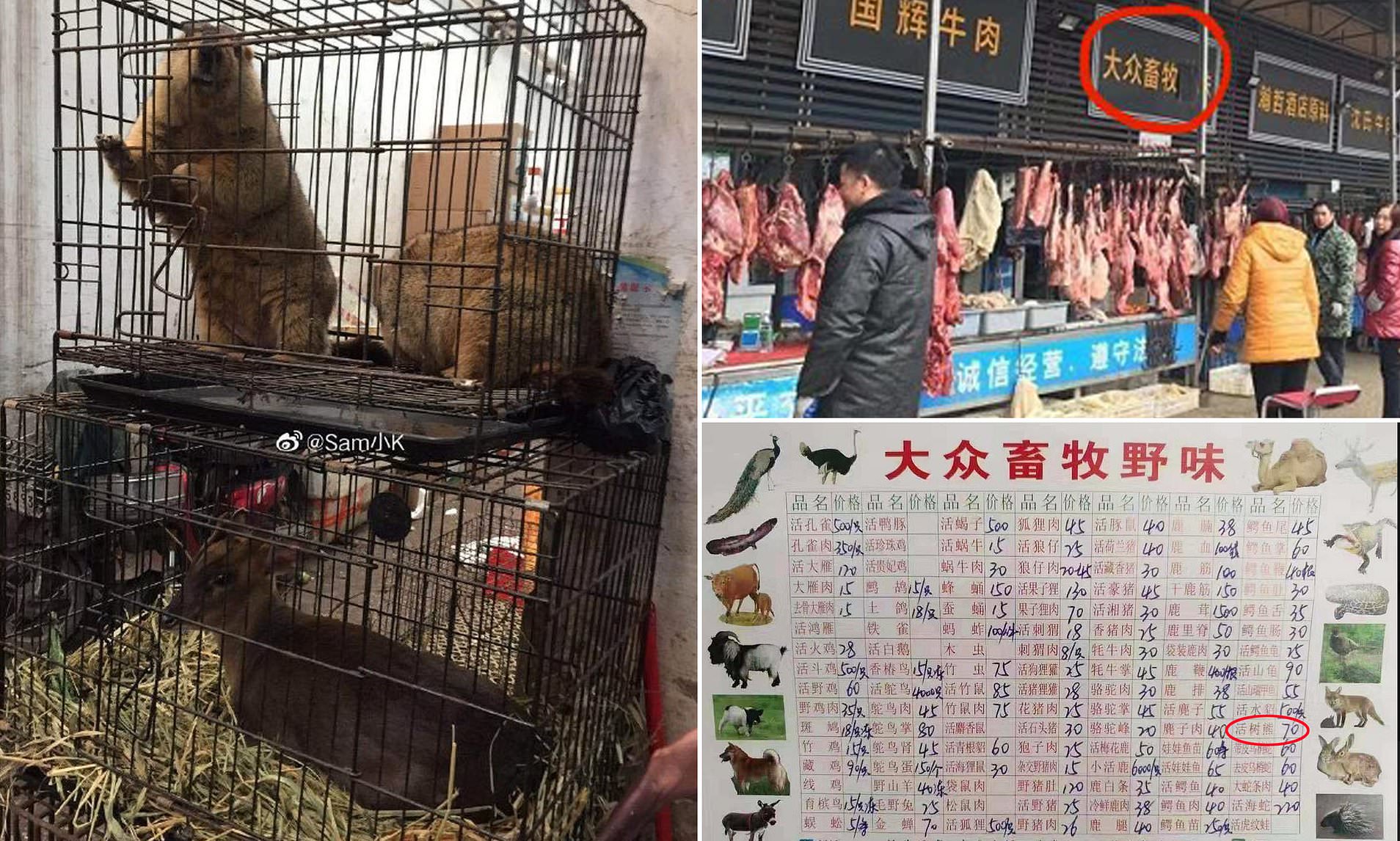 Food Market In China Was Selling Koalas, Snakes, And Wolf Puppies Ahead