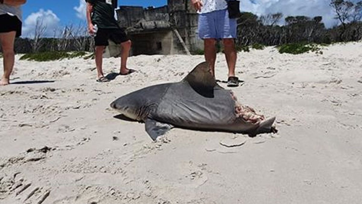 Horrified Tourists Find HalfEaten Shark Washed Up On Australian Beach