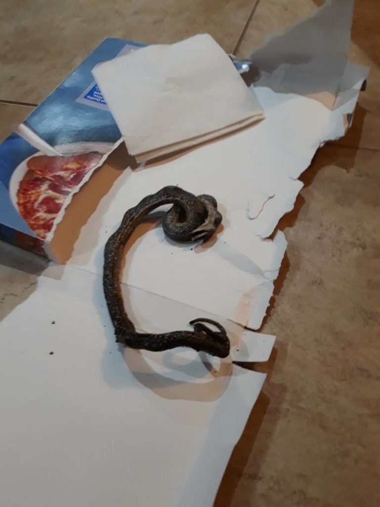North Carolina Couple Accidentally Cook Snake With Pizza(02)
