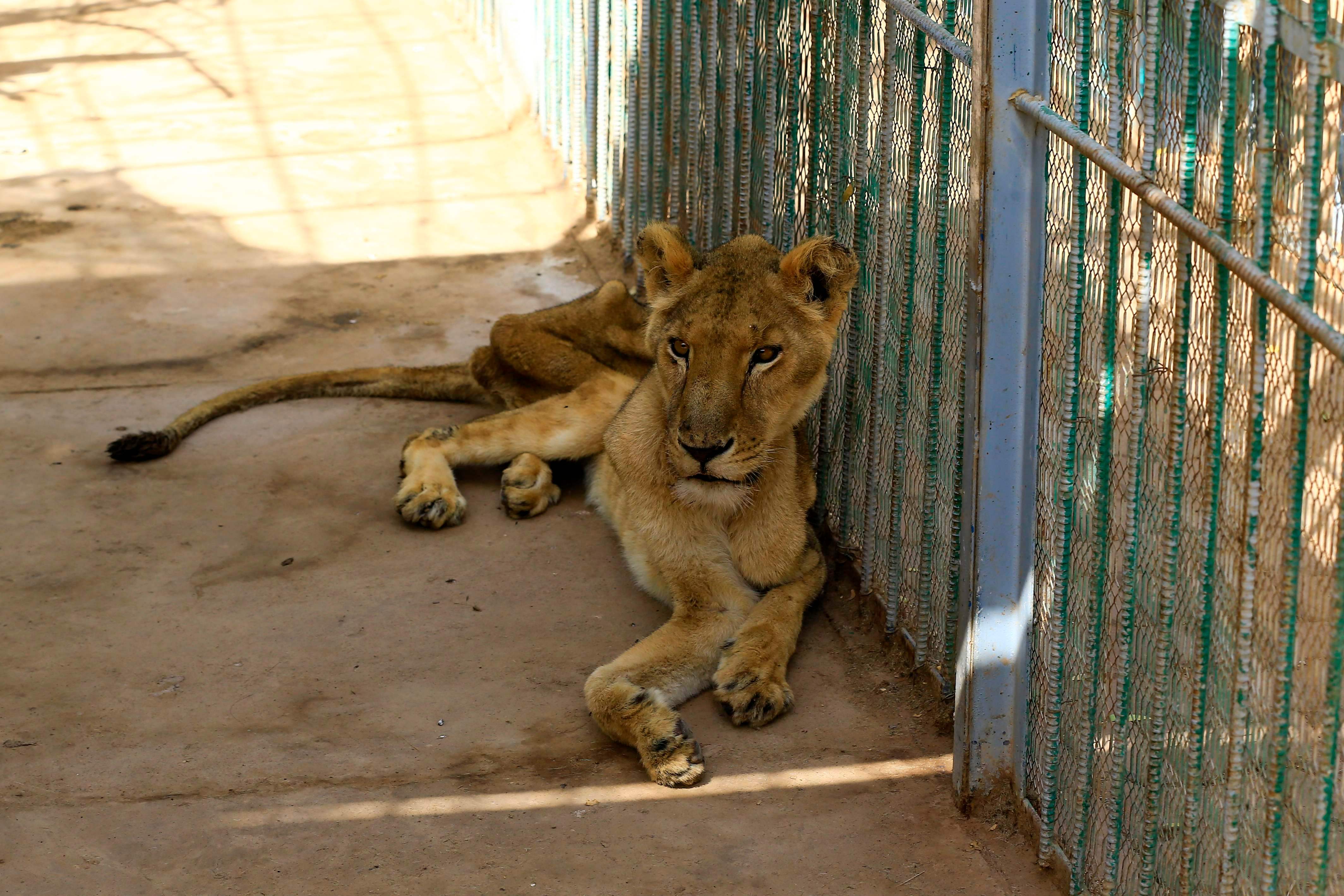 Лев 5 тонн. В зоопарке Судана голодают львы. Голодающие львы в зоопарке Судана. Лев в зоопарке.