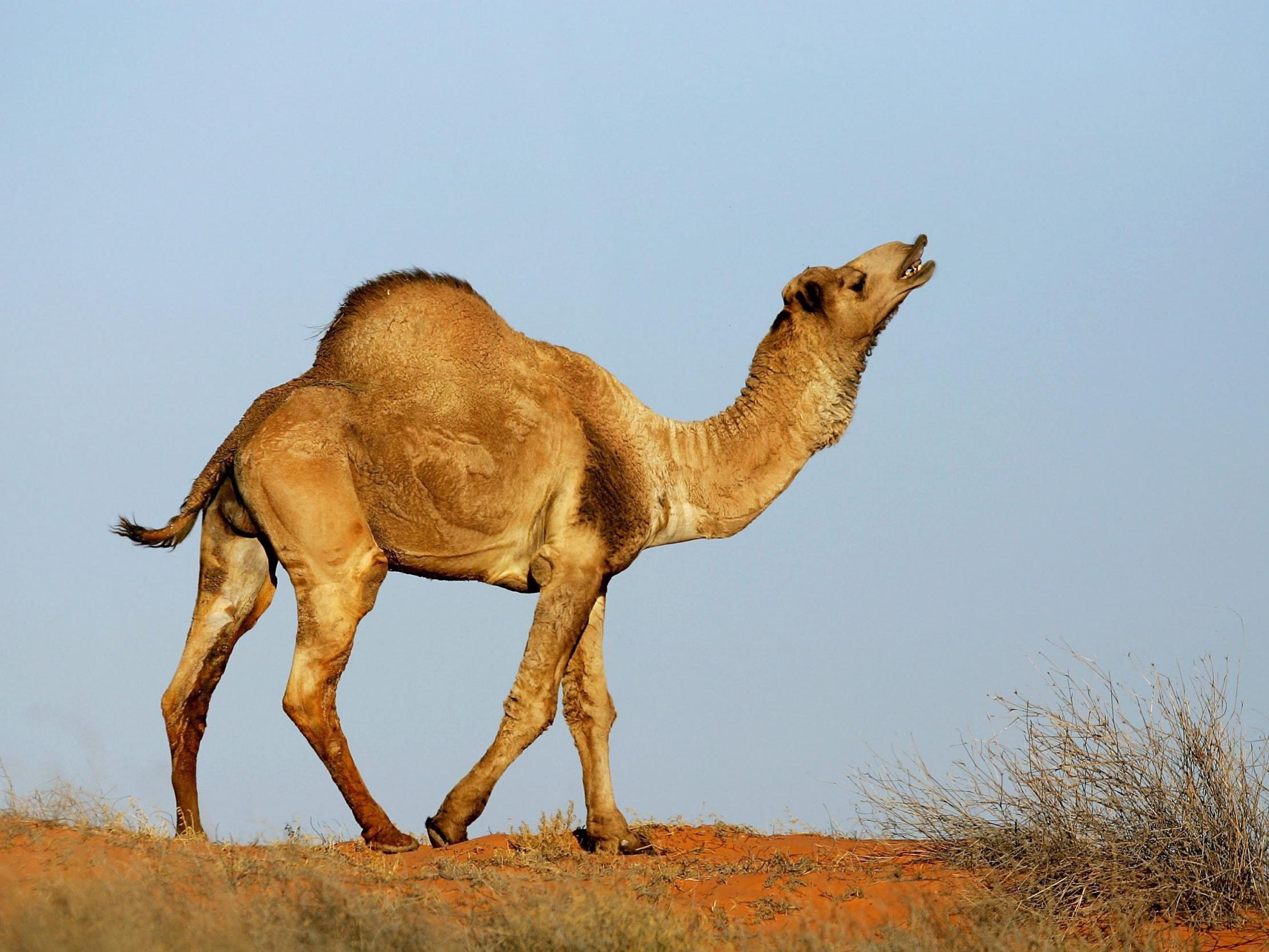 Australia Will Gun Down 10,000 Camels Because They Are Drinking Too