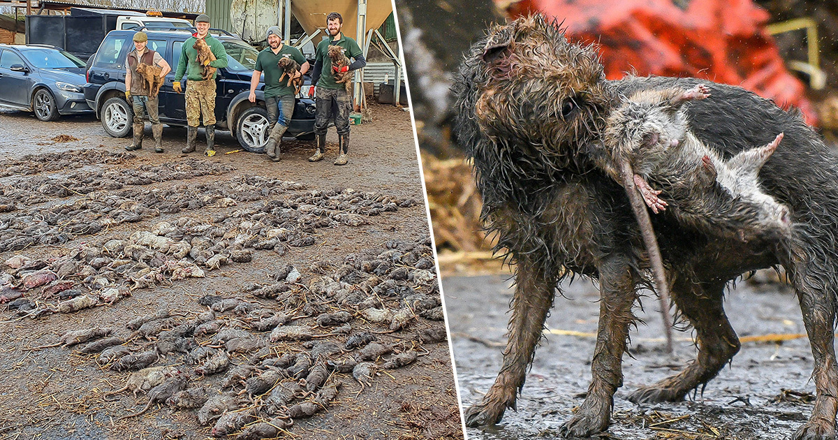 Pack Of Norfolk Terriers Spend 7 Hours Killing 730 Massive Rats At Pig Farm