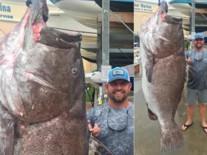 Fisherman Captures Extremely Rare 350-Pound 50-Year-Old Giant Fish ...