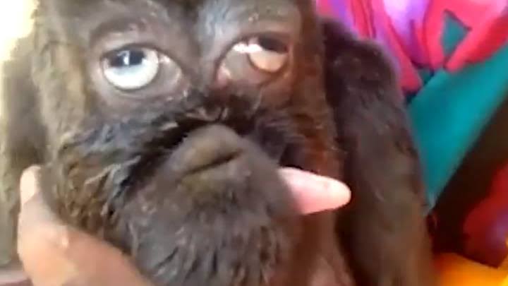 Mutant Goat Born With Human Face Is Being Worshiped Like A God In India 