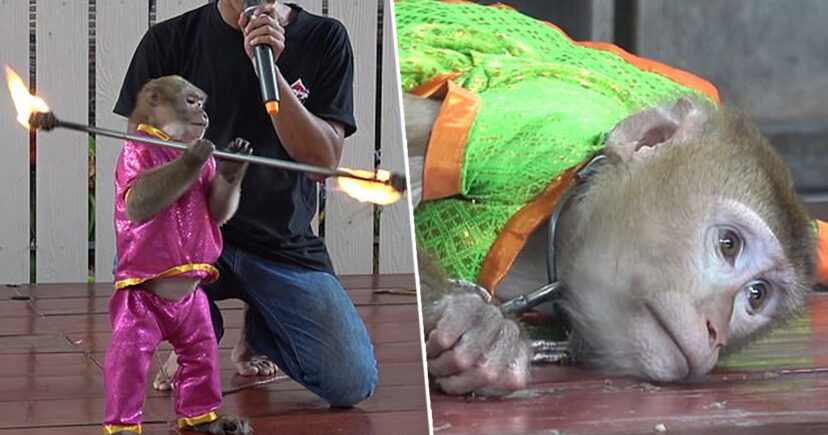 Monkeys Chained Up And Forced To Do Tricks With Fire At Thailand Zoo