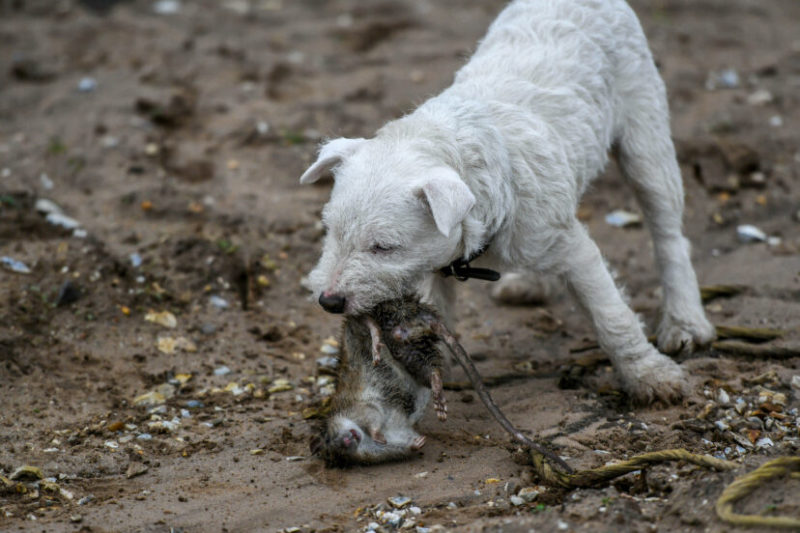 Pack Of Norfolk Terriers Spend 7 Hours Killing 730 Massive Rats At Pig Farm