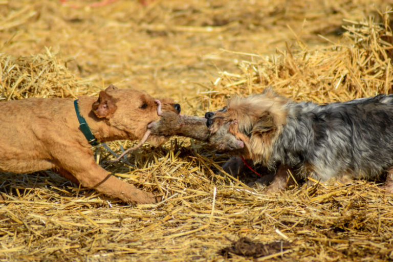 Pack Of Norfolk Terriers Spend 7 Hours Killing 730 Massive Rats At Pig Farm