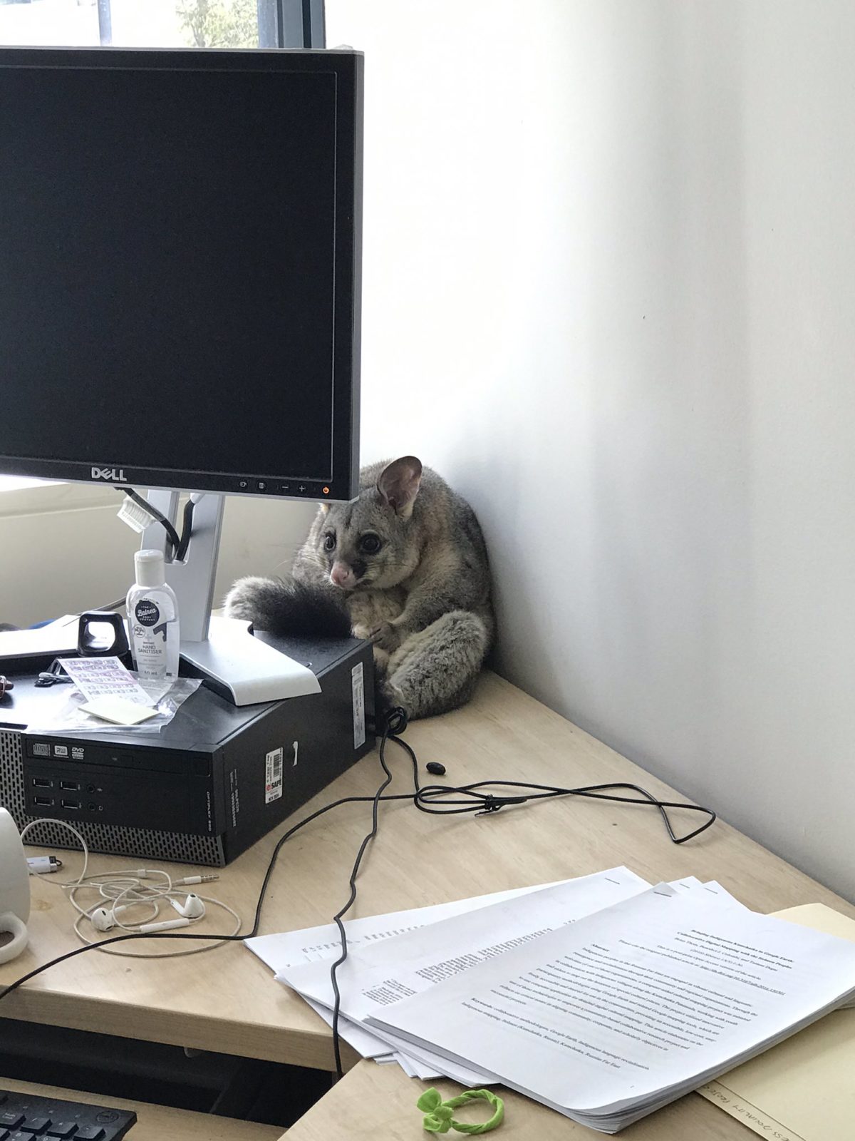 Extremely Sad Looking Possum Accidentally Trashes Woman’s Office In ...