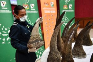 Illegal wildlife traders in china selling Rhino Horn as Medicine for Coronavirus.