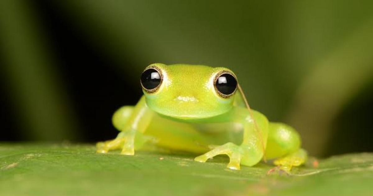 Are Glass Frogs Rare