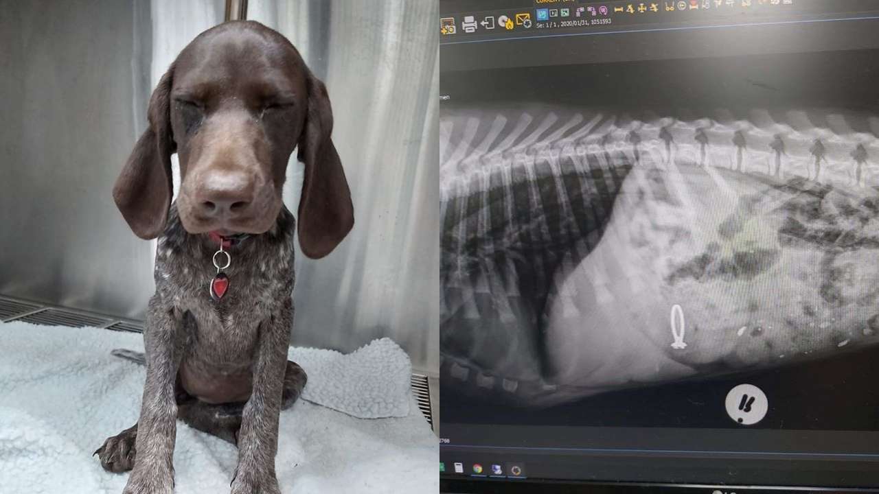 Adorable Pet Pooch Swallows Owner’s Engagement Ring