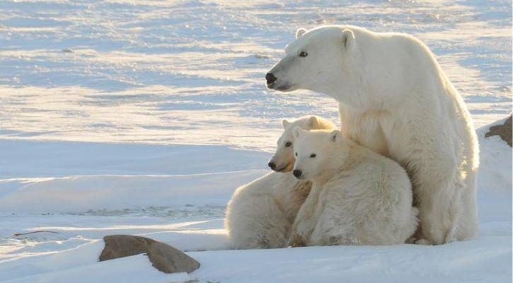As Climate Change Destroys Their Habitat, Polar Bears Are Forced To Eat Their Own Children 