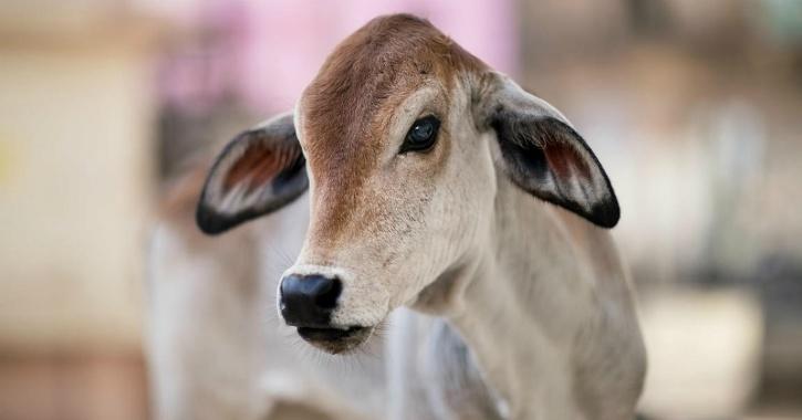 Authorities Intervene after Village Panchayat Orders Man To Marry Minor Daughter For Accidentally Killing Calf