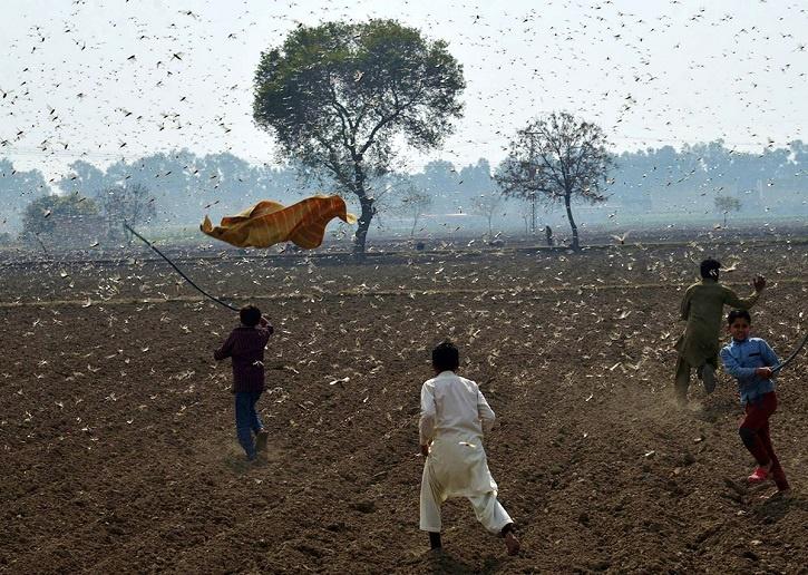 China sending Army Of Ducks to Pakistan to Help With Their Locust Problem 