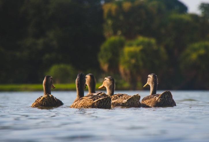 China sending Army Of Ducks to Pakistan to Help With Their Locust Problem 