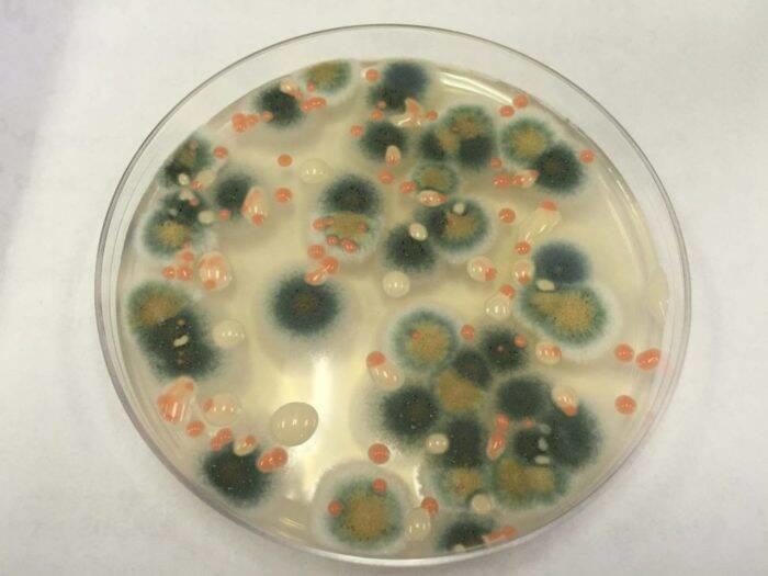Cosmonauts will now be protected from deadly Solar Rays by a 'Radiation Eating' Fungi Found In Chernobyl.