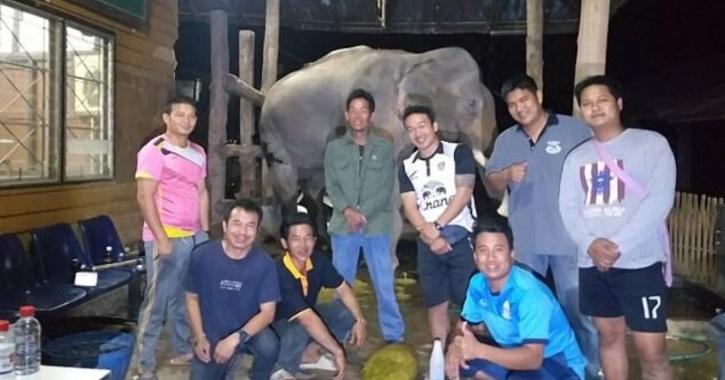  Man Pulls Out 22 Kg Poop From Constipated Elephant's Butt, Think you have shitty Job?