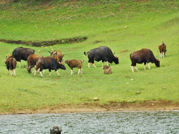 Endangered Bison Gores One To Death When Hunters Group Open Fired
