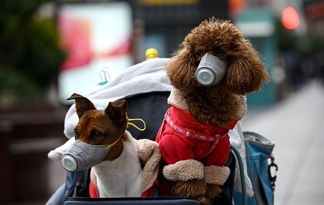 Isolated Chinese Residents Walk Their pets By 'Air Dropping' Them From Balconies 