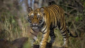 Two sacked after a Bus On Jungle Safari In Chhattisgarh was chased by Tiger