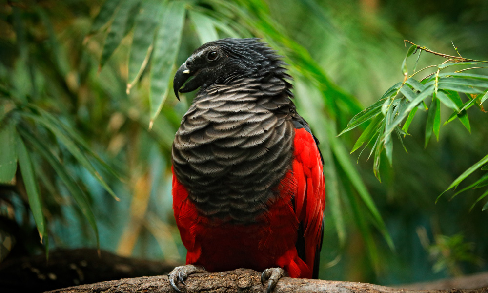 Meet The Glorious And Scary Dracula Parrot
