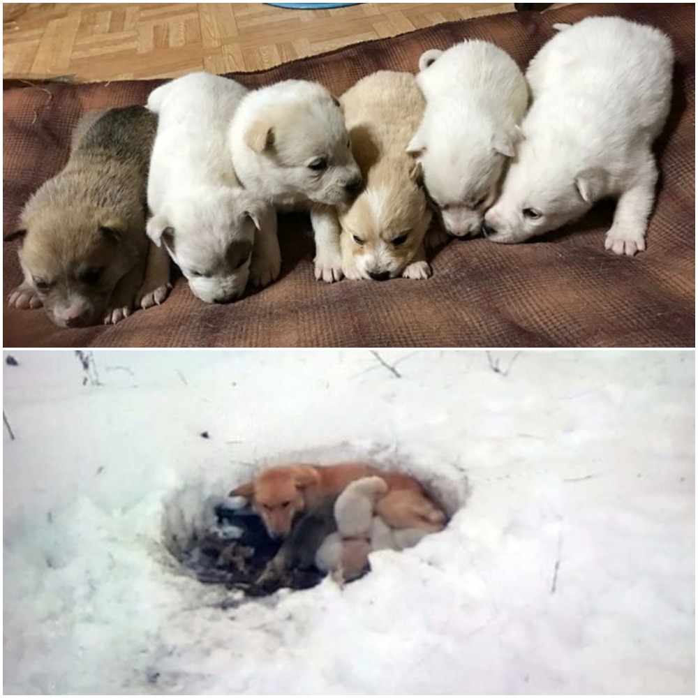 Stray Dog Spotted Lying In Snow Protecting Her Pups From The Cold