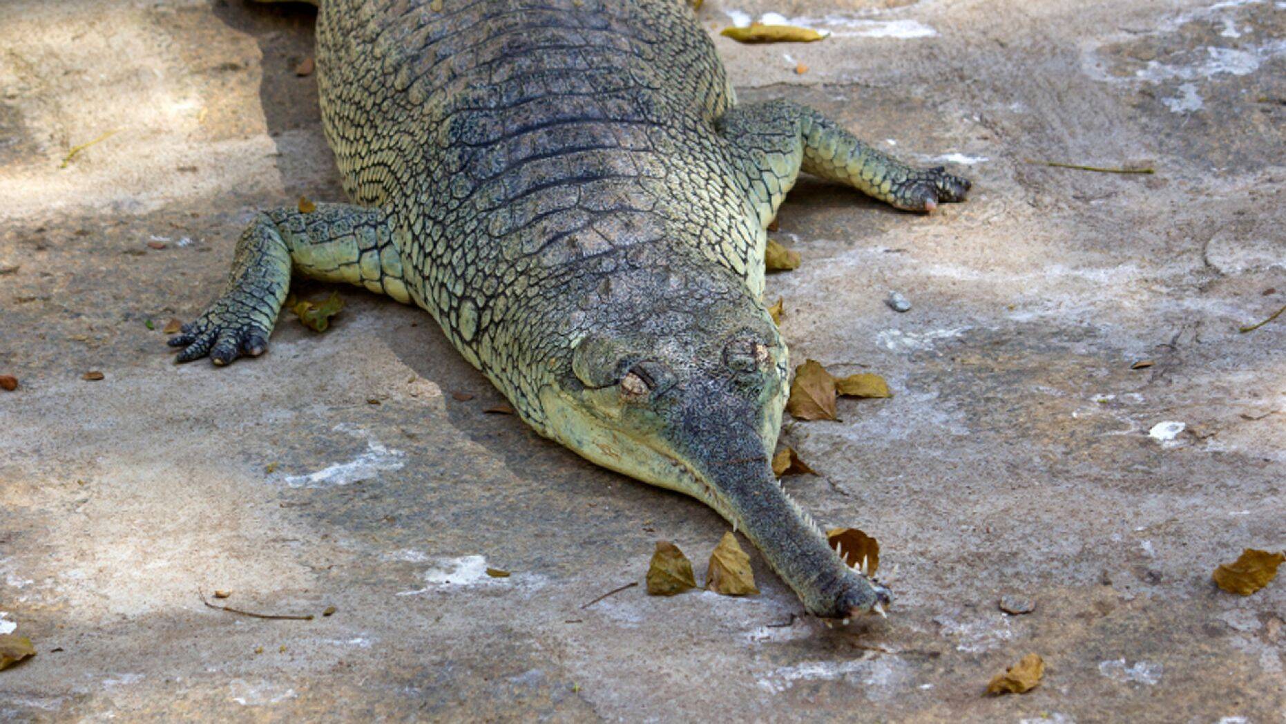 Some Of The World’s Weirdest Looking Animals