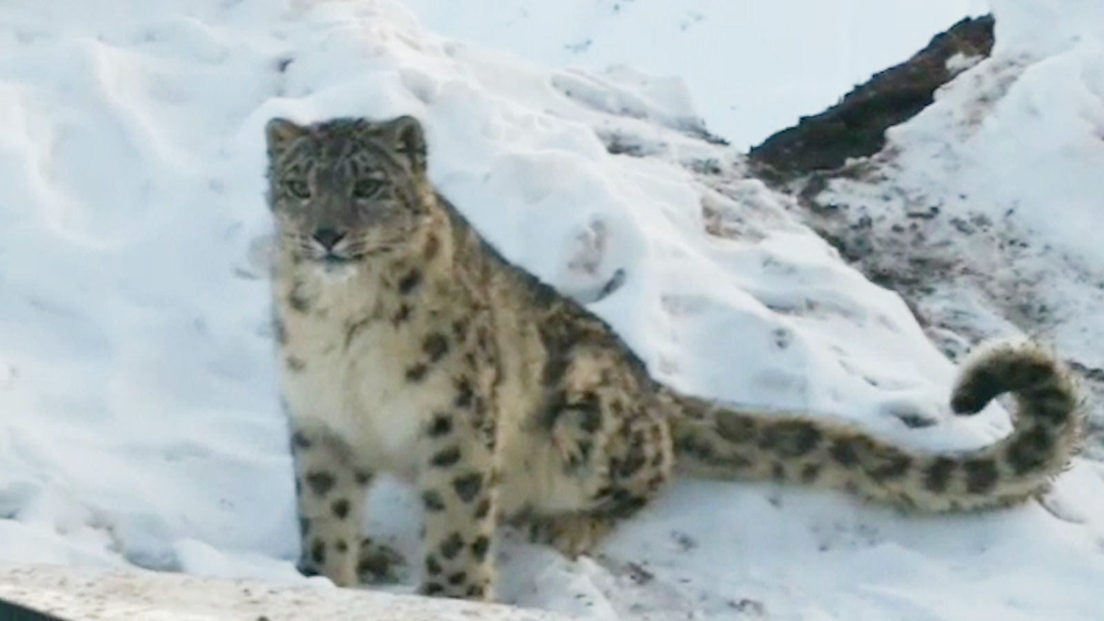 Extremely Rare Snow Leopard Caught On Cam In India’s Snowy Mountains