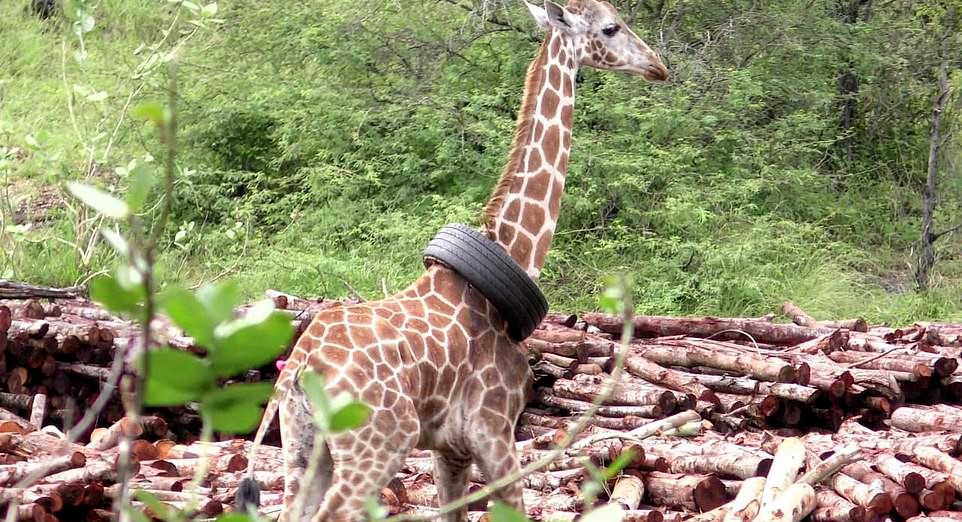 Kenyan Giraffe Rescued After She Managed To Get A Tire Stuck