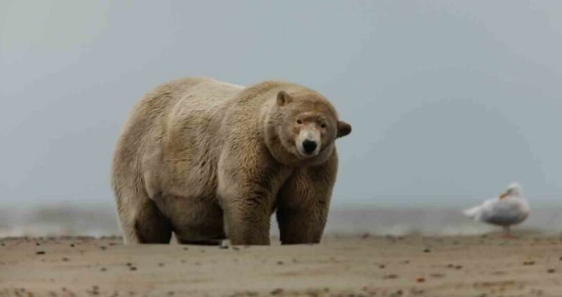 polar-bear-who-is-10-stone-overweight-named-as-fat-albert-by-locals