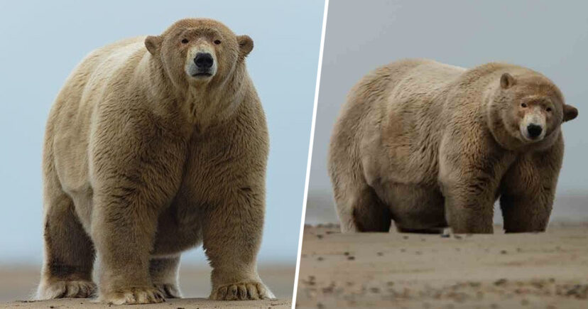 Polar Bear Who Is 10 Stone Overweight Named As “Fat Albert” By Locals