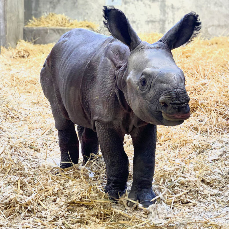 Denver-Zoo Welcomes First One-Horned Baby Rhino