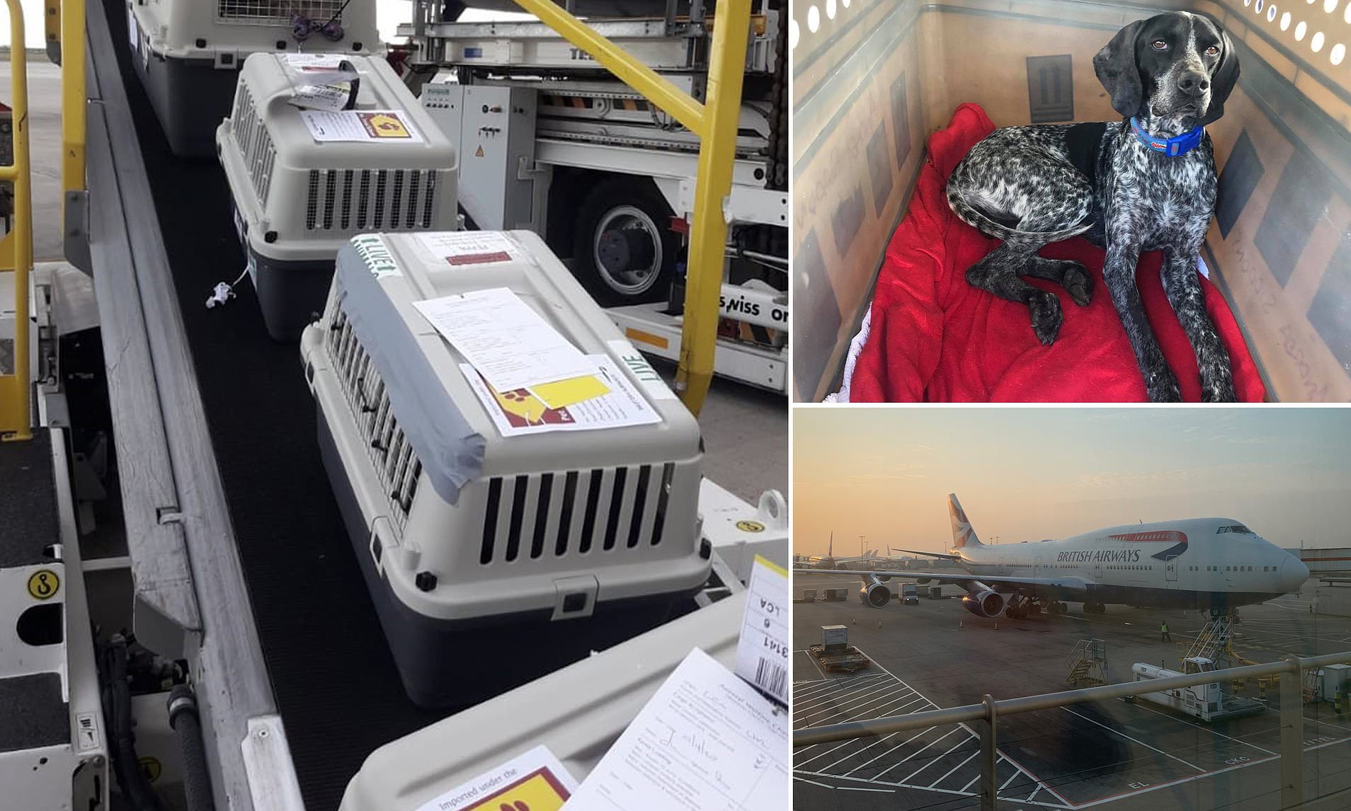 British Airways Flies 50 Dogs And Cats That Were Abandoned Back To The UK