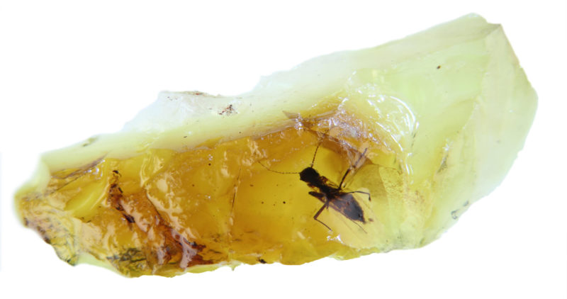 Frozen In Time Researchers Find 2 Mating Flies Trapped In Prehistoric Amber