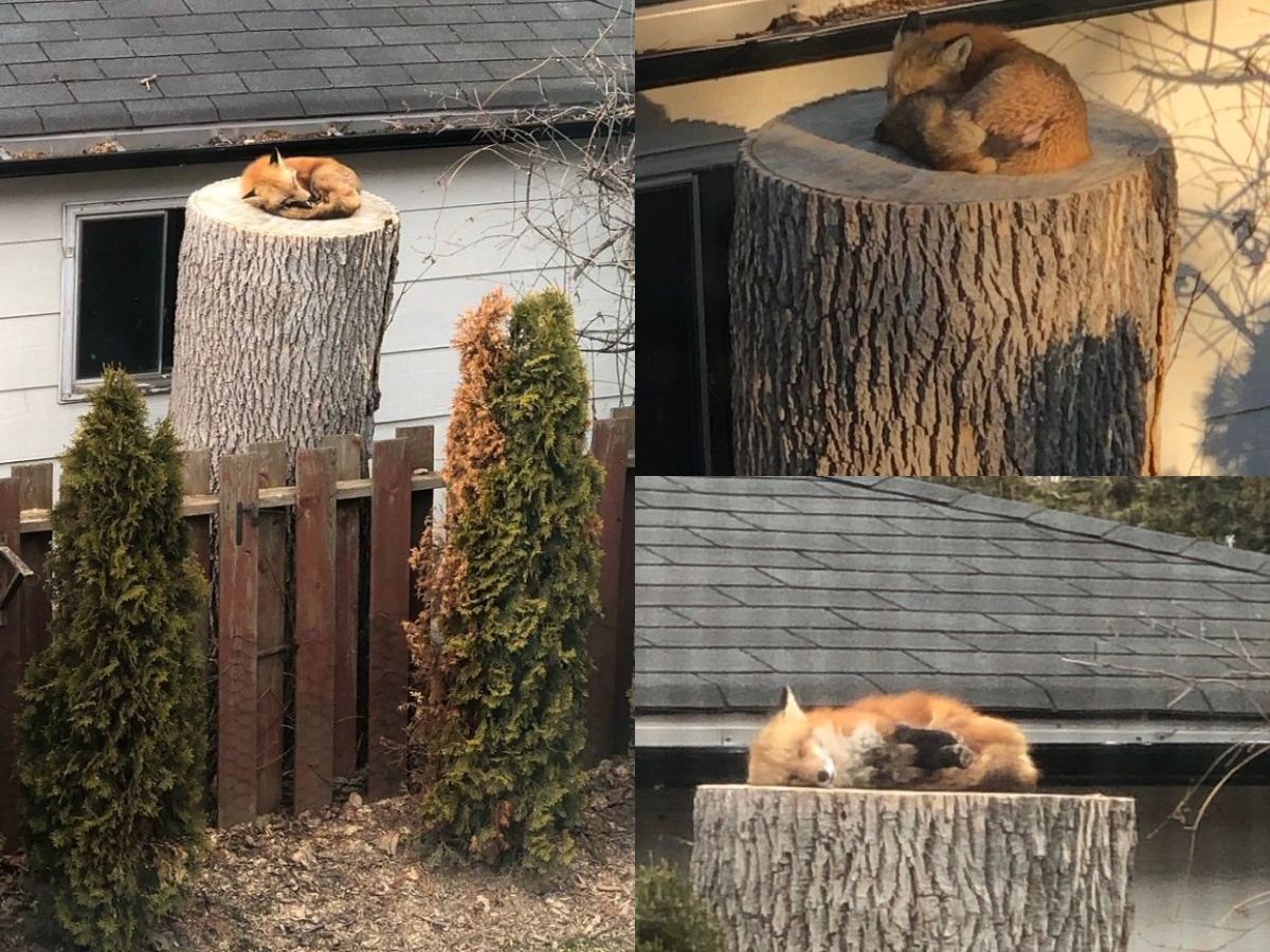 Adorable Little Fox Caught Napping On Tree Stump During Lockdown