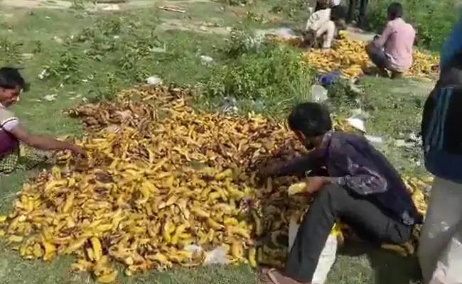 Daily wage workers picking up rotten bananas in desperation to eat something during the coronavirus lockdown.