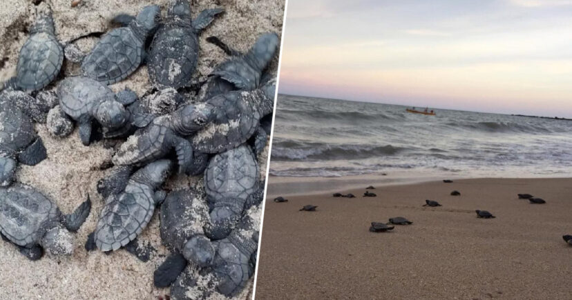 Endangered Turtles Hatch On Brazilian Beach That Had Been Left Deserted ...