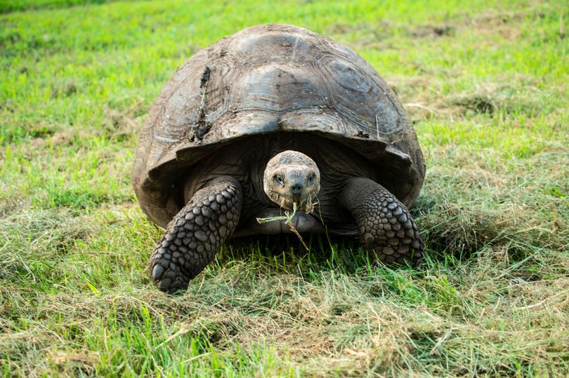 5-Month-Old Girl Dies After Witch Doctor Gives Her Turtle Blood To ...