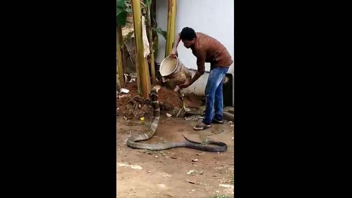 Video Shows Brave Indian Man Bathing Massive King Cobra