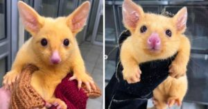 It S Pikachu Rare Golden Brushtail Possum Rescued In Australia