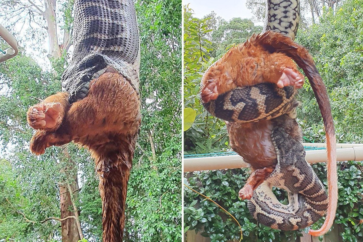 Massive Python Caught Eating Possum While Hanging From The Roof In
