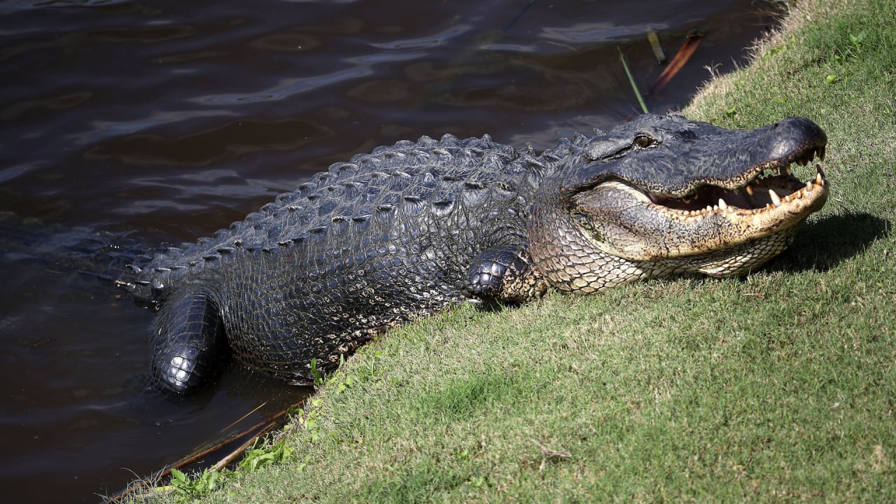 Alligator Kills 58YearOld Woman In South Carolina