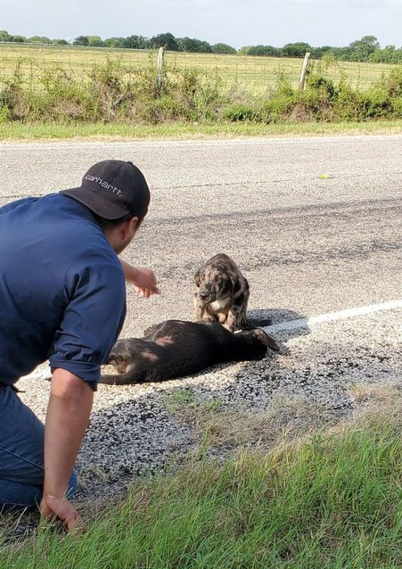 Dog Refuses To Leave Dead Body Of Sister After She Died On Side Of The Road(02)