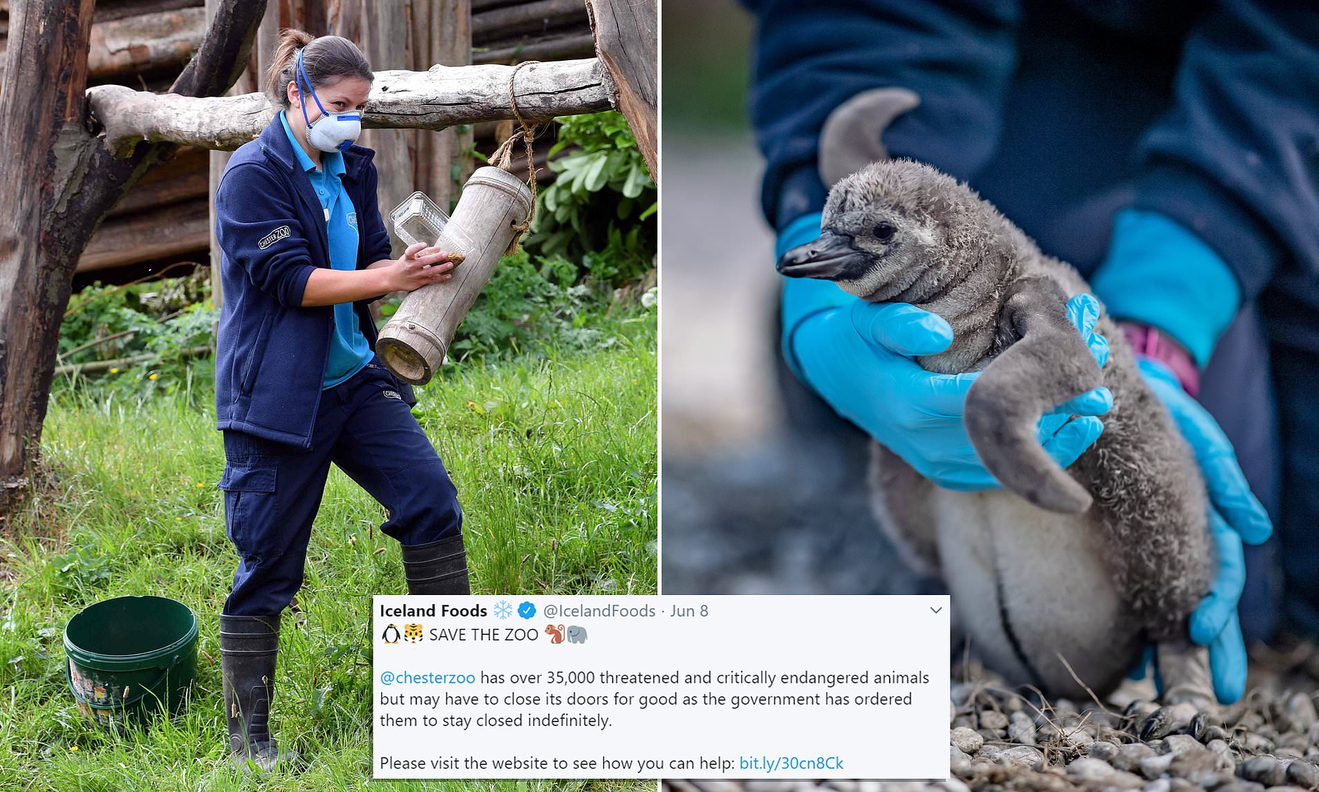 Supermarket Adopts All The Humboldt Penguins At Chester Zoo During