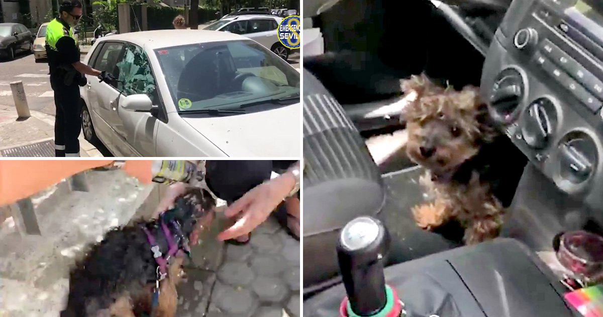 Police Break Car Window To Save Tiny Dog From 50C Heat As Owner Went Away