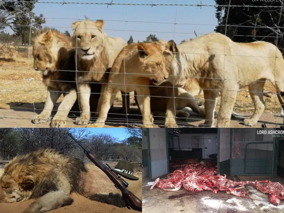 12,000 Lions Are Being Bred In Captivity So They Could Be Hunted By