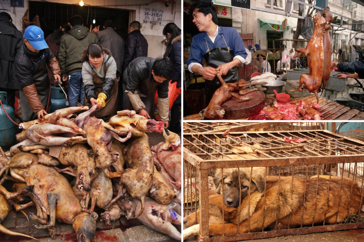 Wet Markets In China Are Still Selling Dog Meat Despite ...