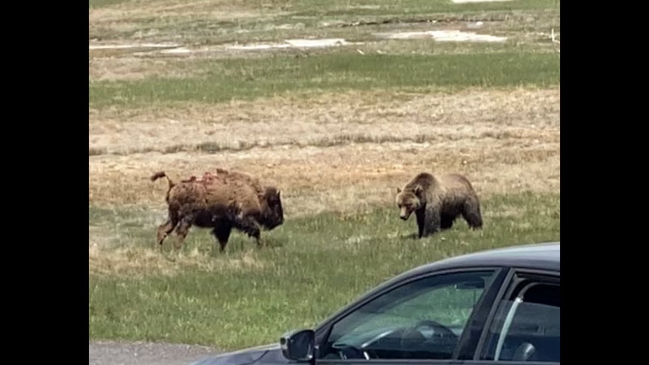 Video: Grizzly Bear And Bison Fight To Death At Yellowstone National Park